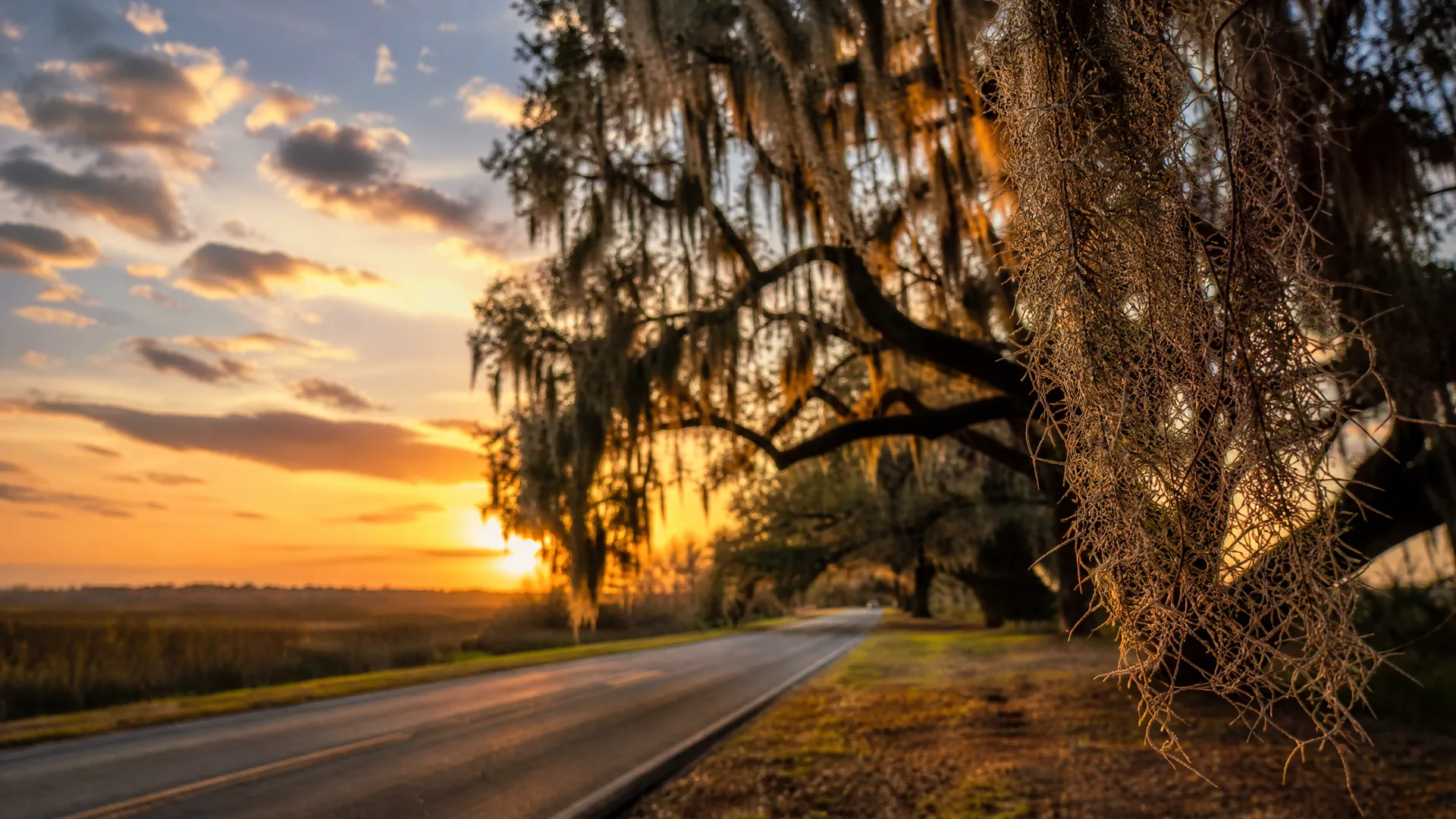 A two-lane road curves past flat grassland at sunset, framed by an overhanging tree branch draped with hanging moss in the foreground.