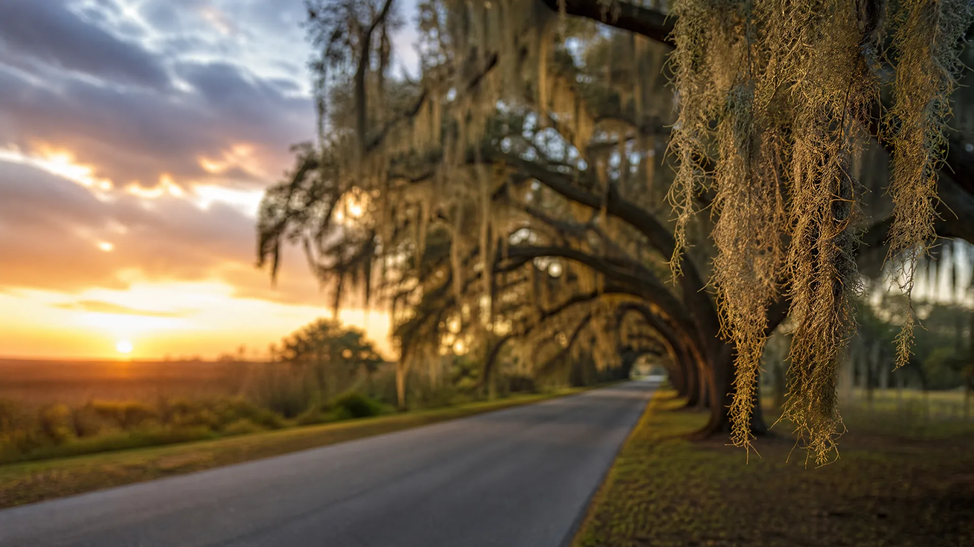 A two-lane paved road passes under arching oak branches draped with Spanish moss at sunset, with the sun low over an open field on the left.