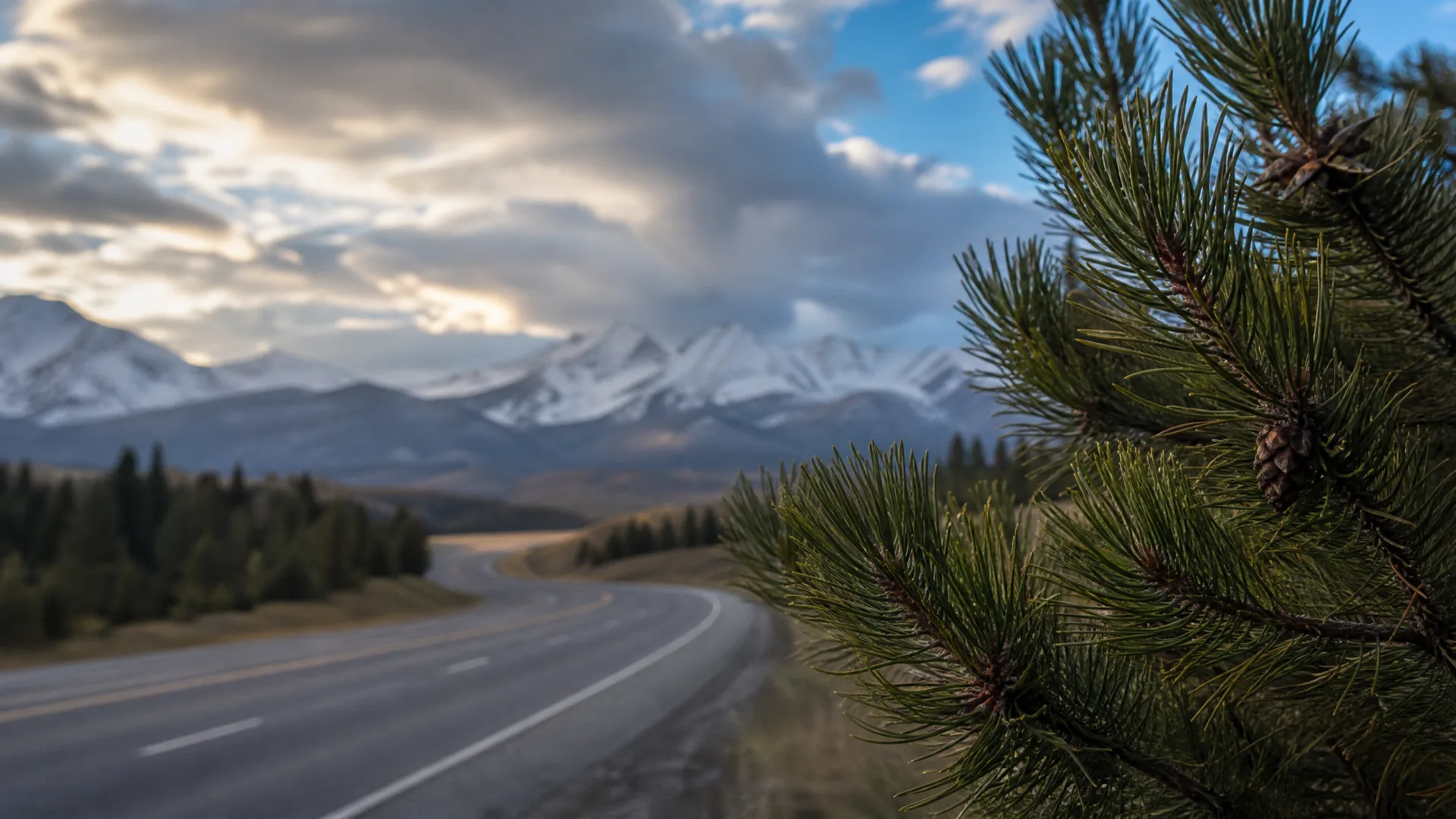 A curving two-lane highway runs through conifer-covered terrain toward snow-capped mountains under a cloudy sky, with a pine branch bearing cones in sharp focus at the right foreground.