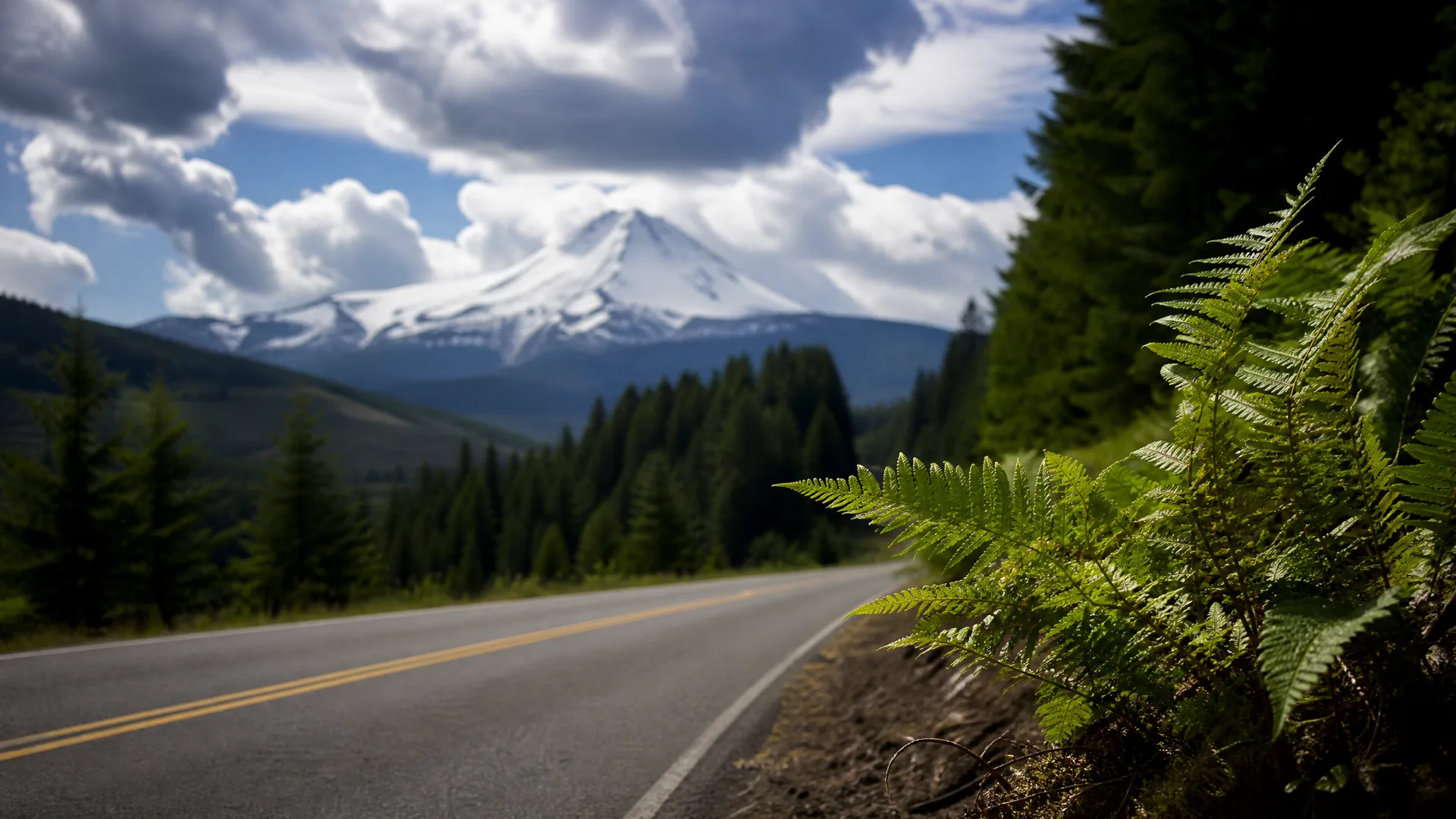 A two-lane paved road with yellow center lines curves past conifer forest toward a snow-capped mountain under cumulus clouds, with ferns in sharp focus along the right roadside.